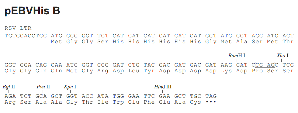 pEBVHis B载体多克隆位点 点击看大图 pEBVHis B多克隆位点